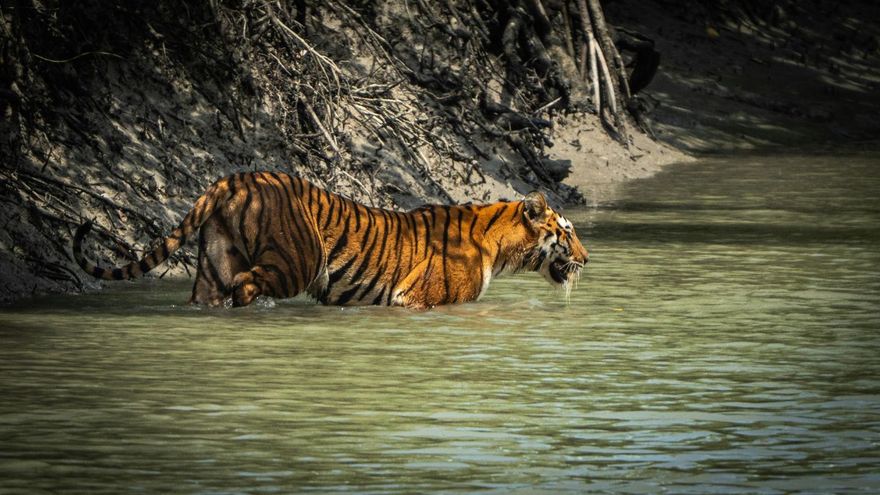 Home Sundarban Mangrove Forest