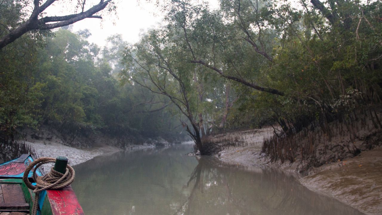 Sundarban Jungle