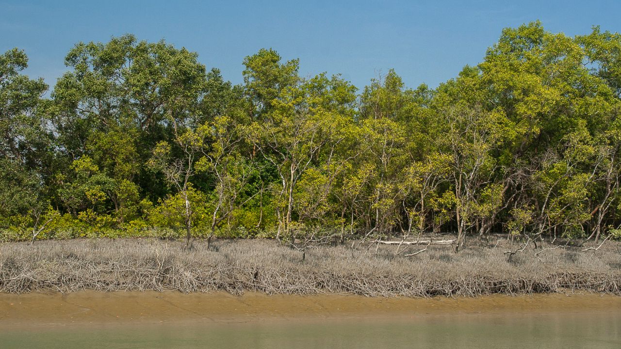 Sundarban Boat Tour